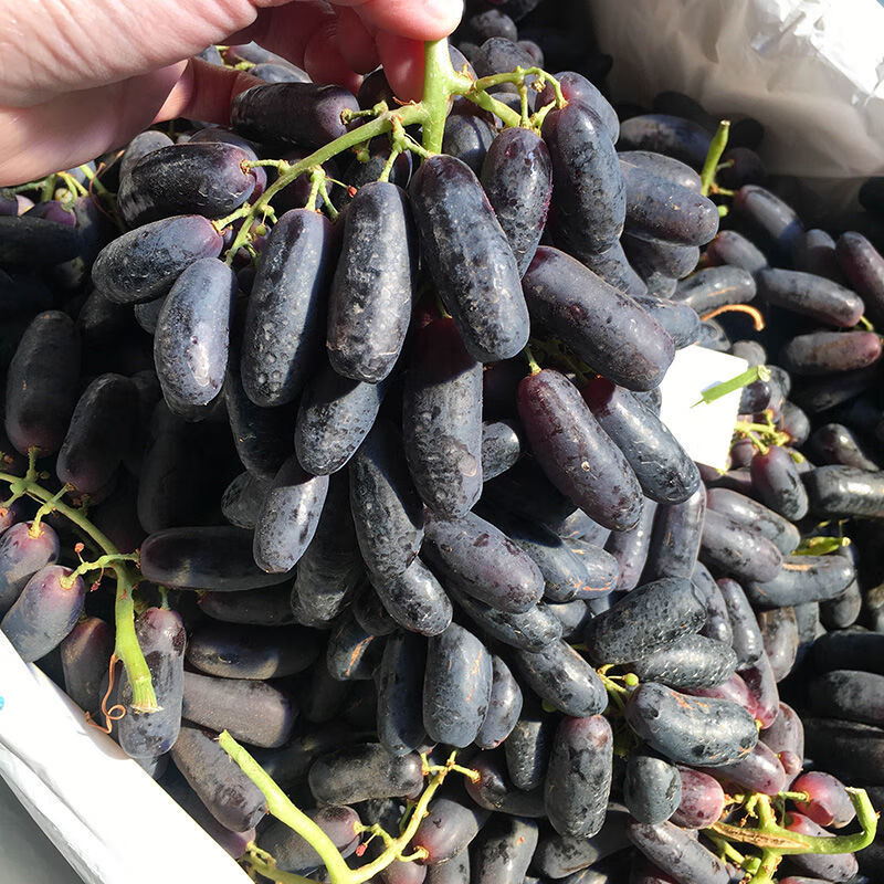 精选果蔬云南新鲜金手指黑提装美人指葡萄黑手指拇指无籽提子新鲜水果