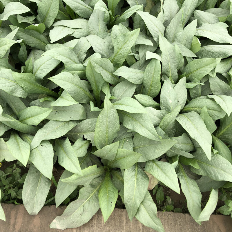 正宗高州唛种子甜麦菜种籽苦麦菜种唛菜籽蔬菜种麦菜特色软嫩爽甜高州