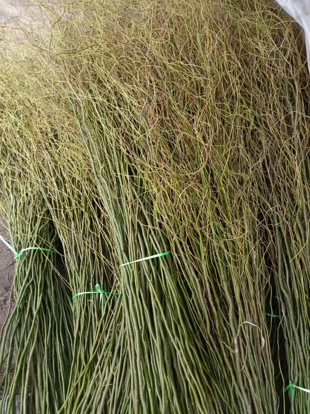 龙柳鲜枝插花客厅落地插水植物易活观叶水培长根家居装饰8090厘米20支