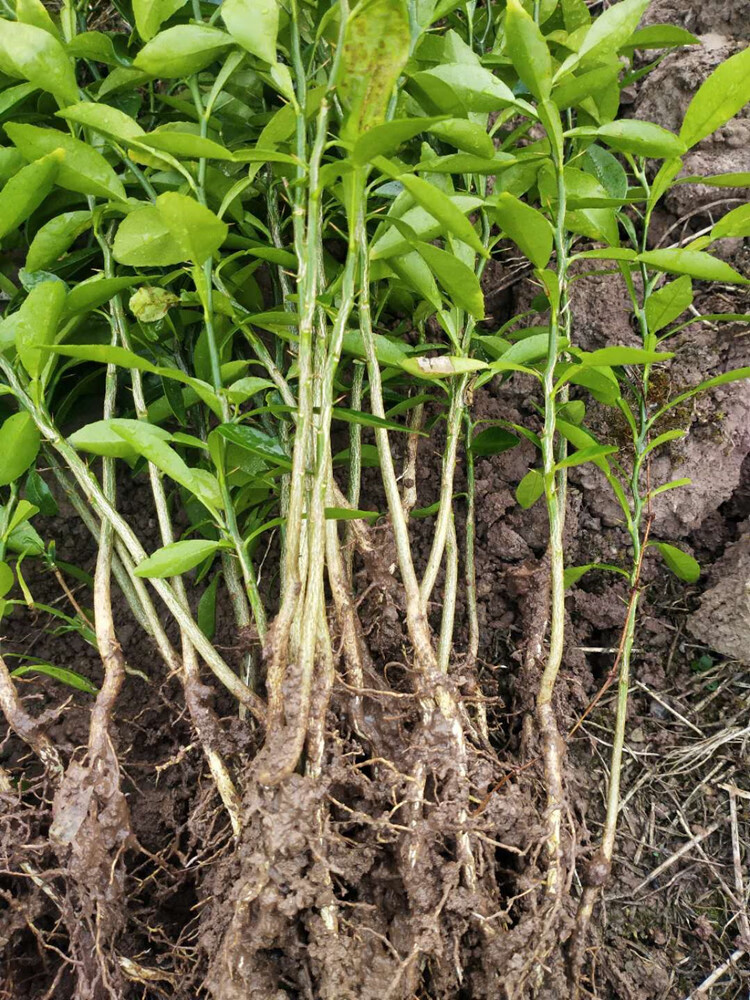 资阳软枝小叶香橙种子新摘香橙苗嫁接沃柑爱媛粑粑柑砧木香橙种子半斤