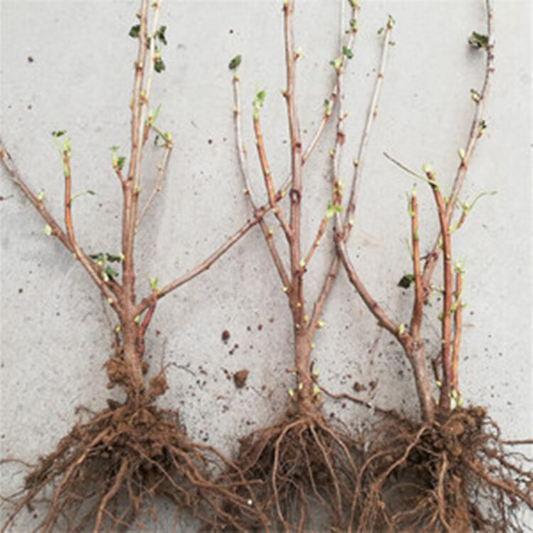 文静花坊不爬藤黑加仑树状小葡萄树苗耐寒耐旱南北方种植地栽盆栽2年