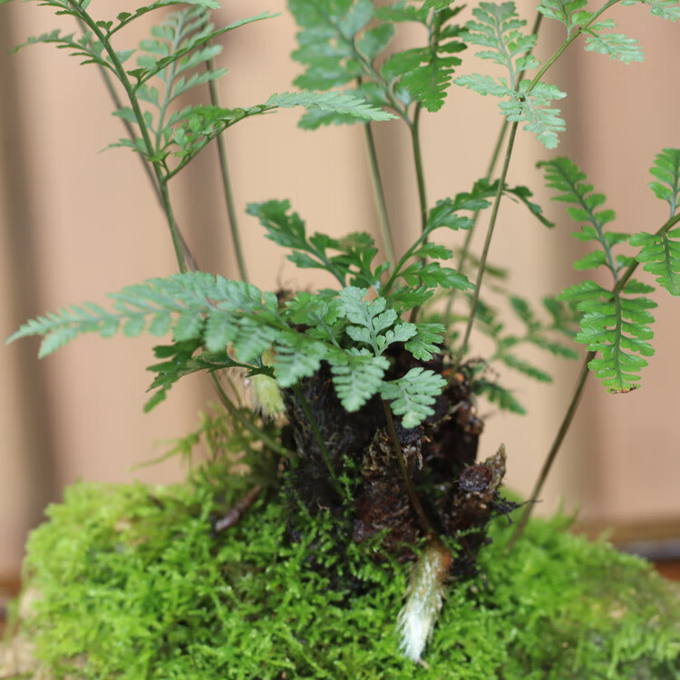 天然吸水石山野雅居蕨类吸水石盆景微景观狼尾蕨盆栽适合办公室家居