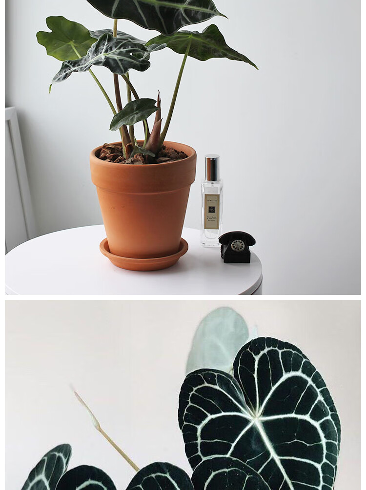 观叶植物办公桌绿天鹅小盆栽绿植办公室摆件花卉 黑天鹅90#盆栽(小苗)