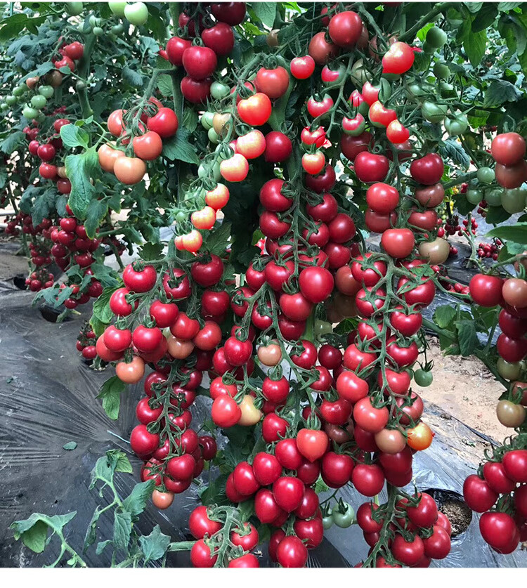 圣女果种籽春季四季盆栽苗西红柿蔬菜种孑苗 粉贝贝番茄种子1000粒