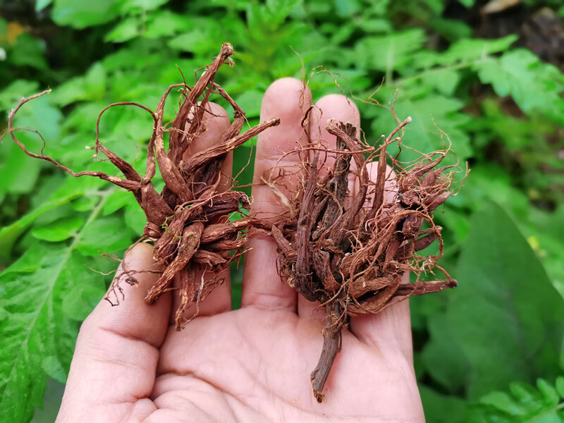 贵州农产品草药红活麻根中药材红禾麻红火麻小红麻纯根干货500克