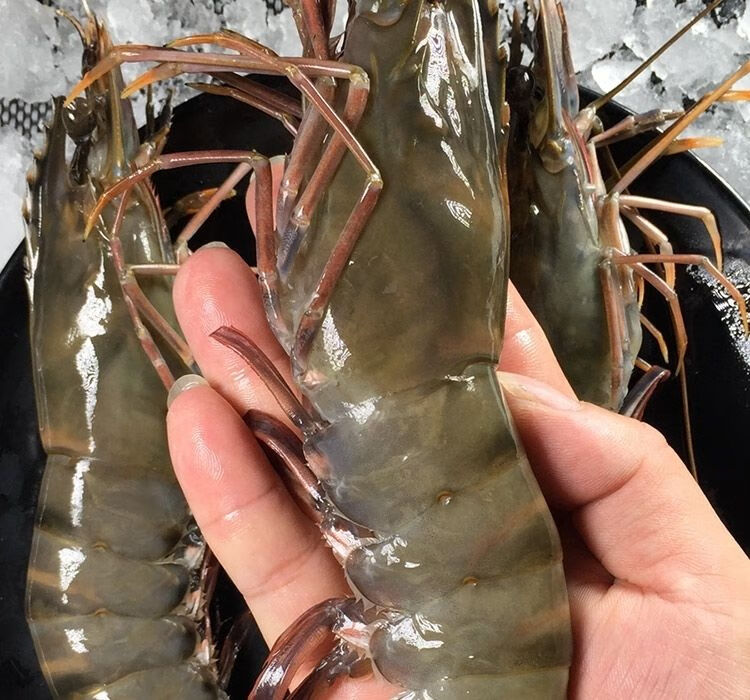 静境 超大黑虎虾鲜活速冻大虎虾斑节虾九节虾 虎虾4斤装【8-12只】