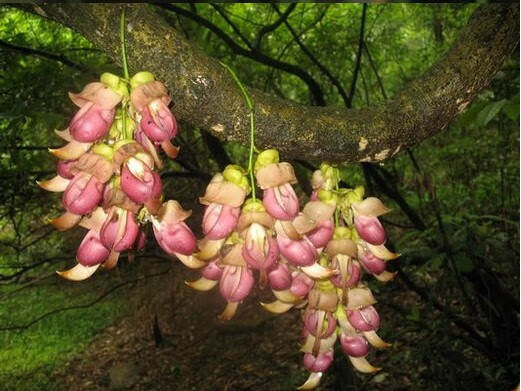 hqc禾雀花苗爬藤攀藤植物常绿油麻藤花苗禾雀花苗金黄花油麻藤苗紫藤