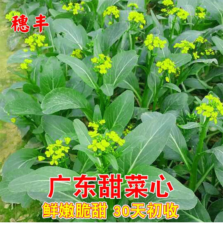 广东甜菜心种子四季油菜心青菜籽耐热大田农家阳台盆栽蔬菜种孑子60天