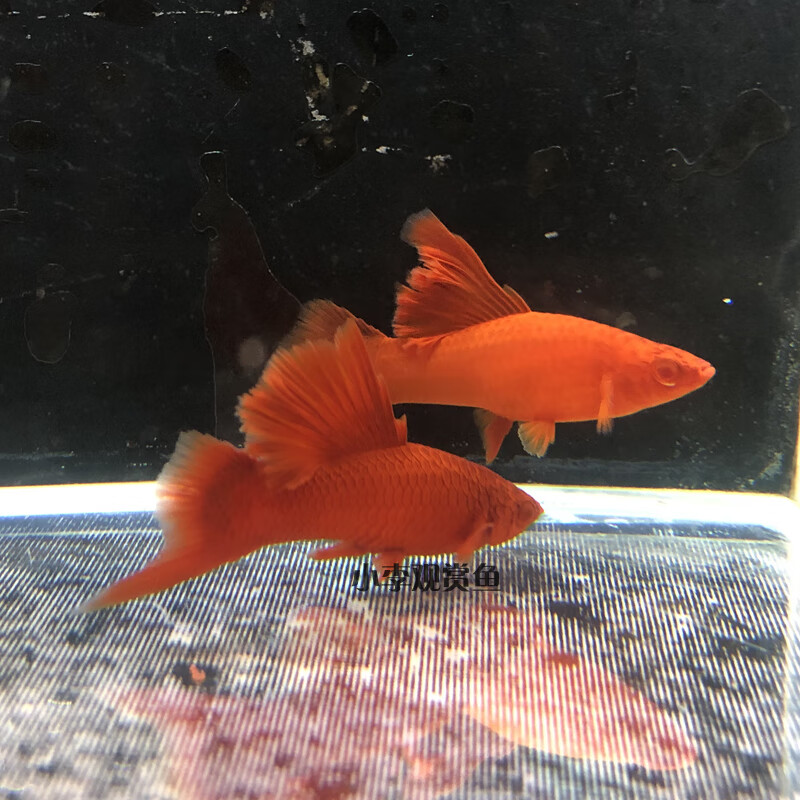 荣郁 高帆红剑鱼双尾燕尾高鳍红箭鱼热带孔雀凤尾鱼发财观赏小型鱼