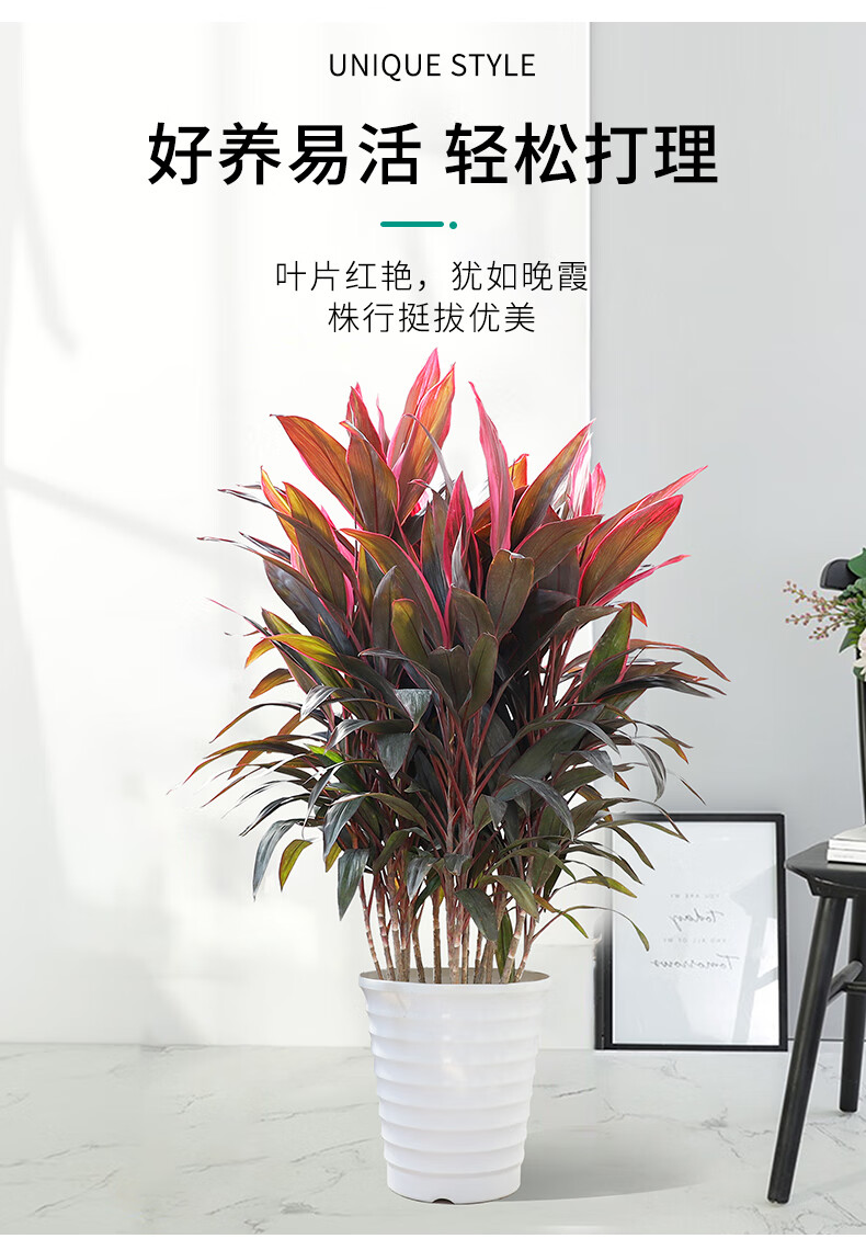 红叶朱蕉盆栽除甲醛大型观叶盆景花卉水培红叶铁植物室内客厅卧室100