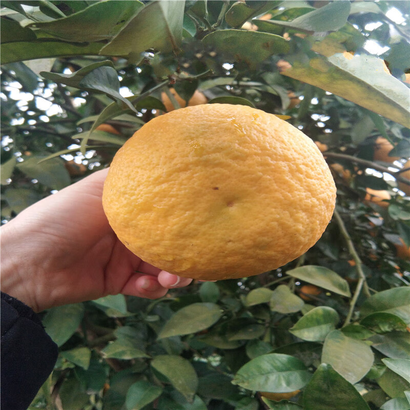 5斤装湖北酸抛柑臭皮柑抛柑新鲜孕妇黄皮水果酸泡柑泡酒酸柑子现摘现