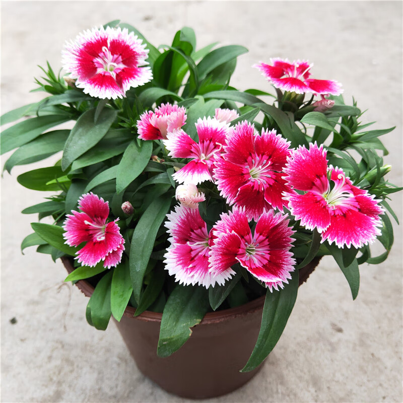 石竹花盆栽春秋耐寒植物多年生室外庭院阳台绿植小苗自立单瓣 石竹大