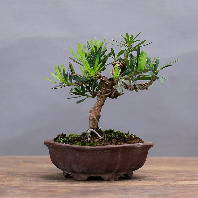 罗汉松正宗微型小品松柏盆景办公室盆栽绿植摆件一物一拍虎雀aa灰色