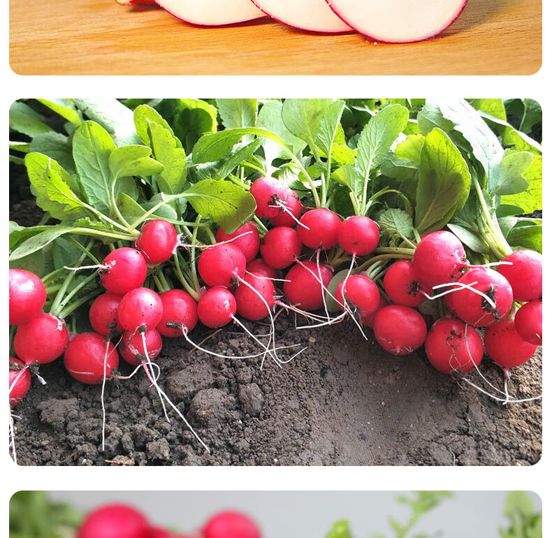 东北小萝卜新鲜带缨水萝卜樱桃萝卜蘸酱菜 4斤【图片 价格 品牌 报价