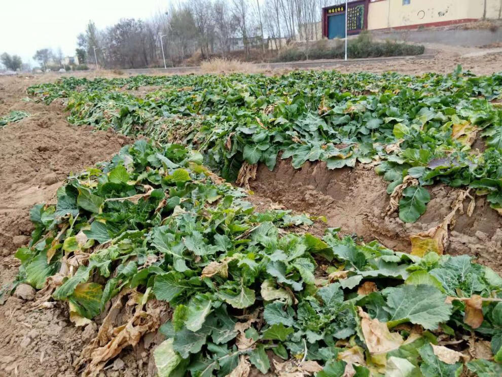 【现挖】新鲜黄蔓菁 旱地蔓菁 甜蔓菁 黄蔓菁 黄心芜菁疙瘩菜河北特色