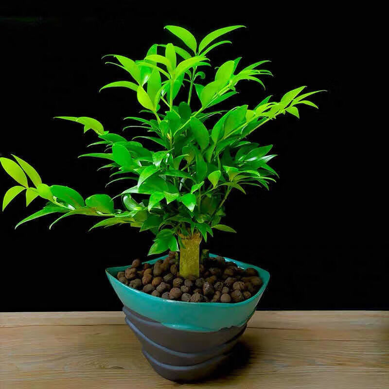 竹柏盆栽大树苗平安竹驱蚊虫植物客厅放什么绿植好禄植花卉好养活新春