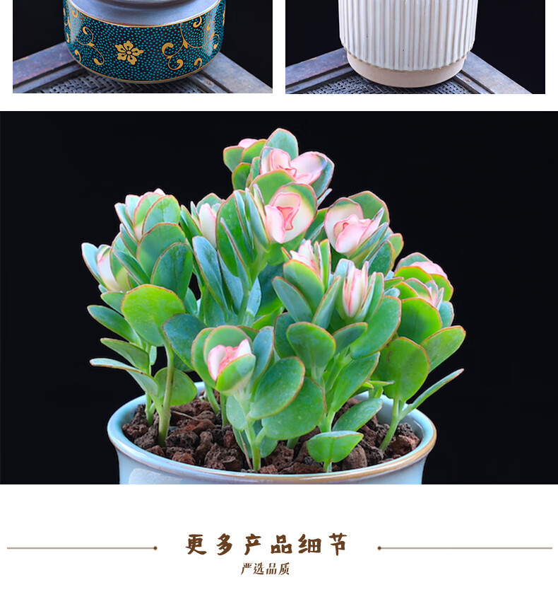 涞思芊【品质保证】贝壳锦多肉植物彩色白姬之舞多肉花卉盆栽成品栽好