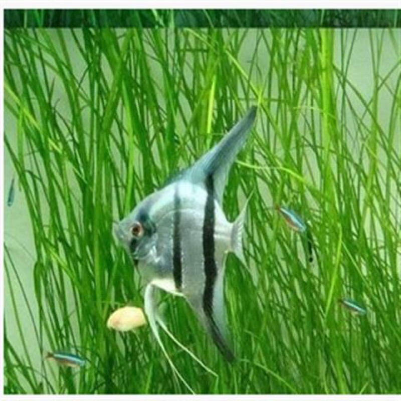 【京东推荐】热带观赏鱼活黑白秘鲁熊猫燕神仙鱼活淡水鱼魔门斯卡燕鱼