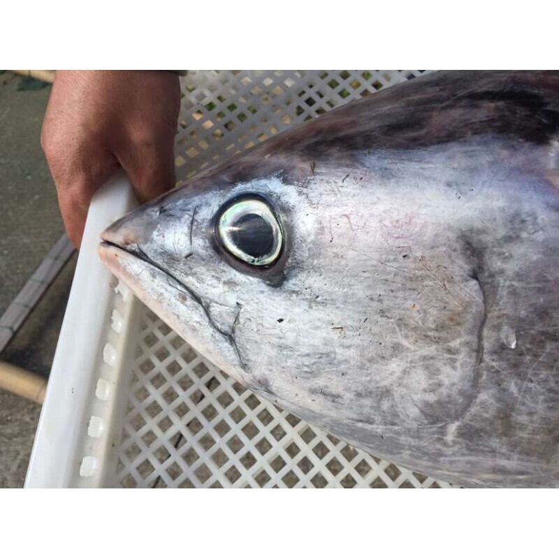 新鲜金枪鱼整条一条深海大目金枪吞拿鱼金枪鱼刺身生鱼片500g 20斤整