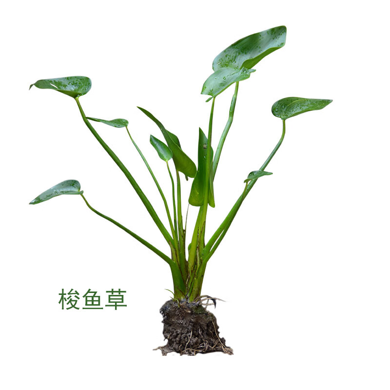 梭鱼草水生植物水生花卉海寿花梭鱼草苗多年生挺水或湿生草本植物