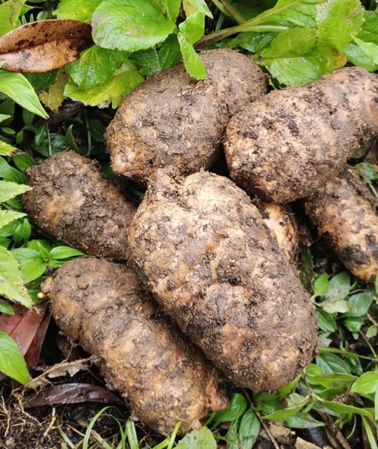 天麻野生云南正宗昭通小草坝新鲜天麻 5-7一斤(2斤装)煲汤好【图片