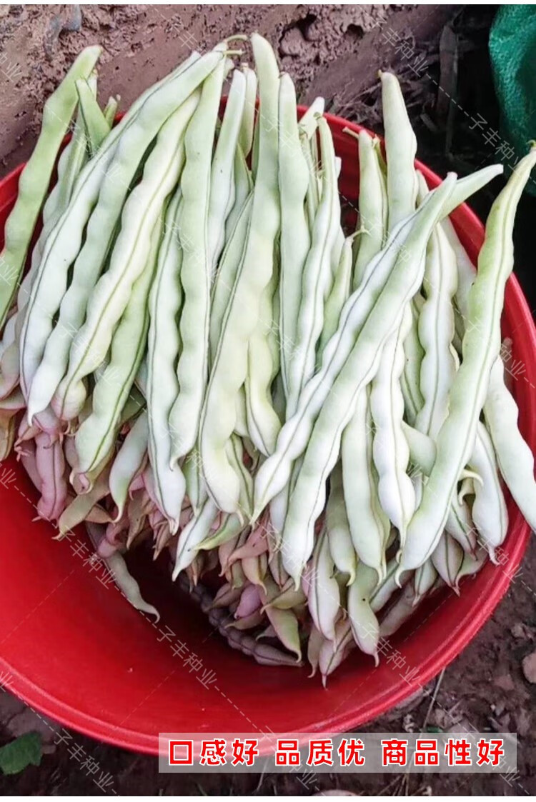 早冠王结荚早产量高春季秋季白不老架豆种子白色豆角种籽无筋好吃早