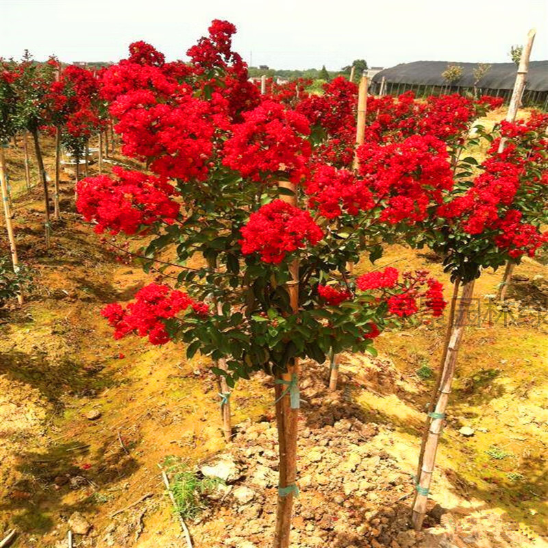 紫薇花樹苗美國紅火箭開花苗百日紅苗庭院栽紅火球苗大型綠化苗木