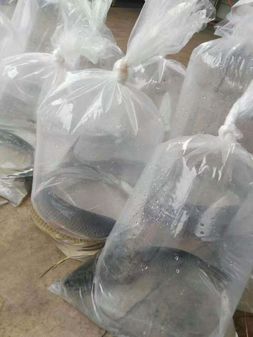 加厚塑料袋活鱼充氧打包运输装鱼袋可充氧活鱼袋运输袋真空袋加厚观赏