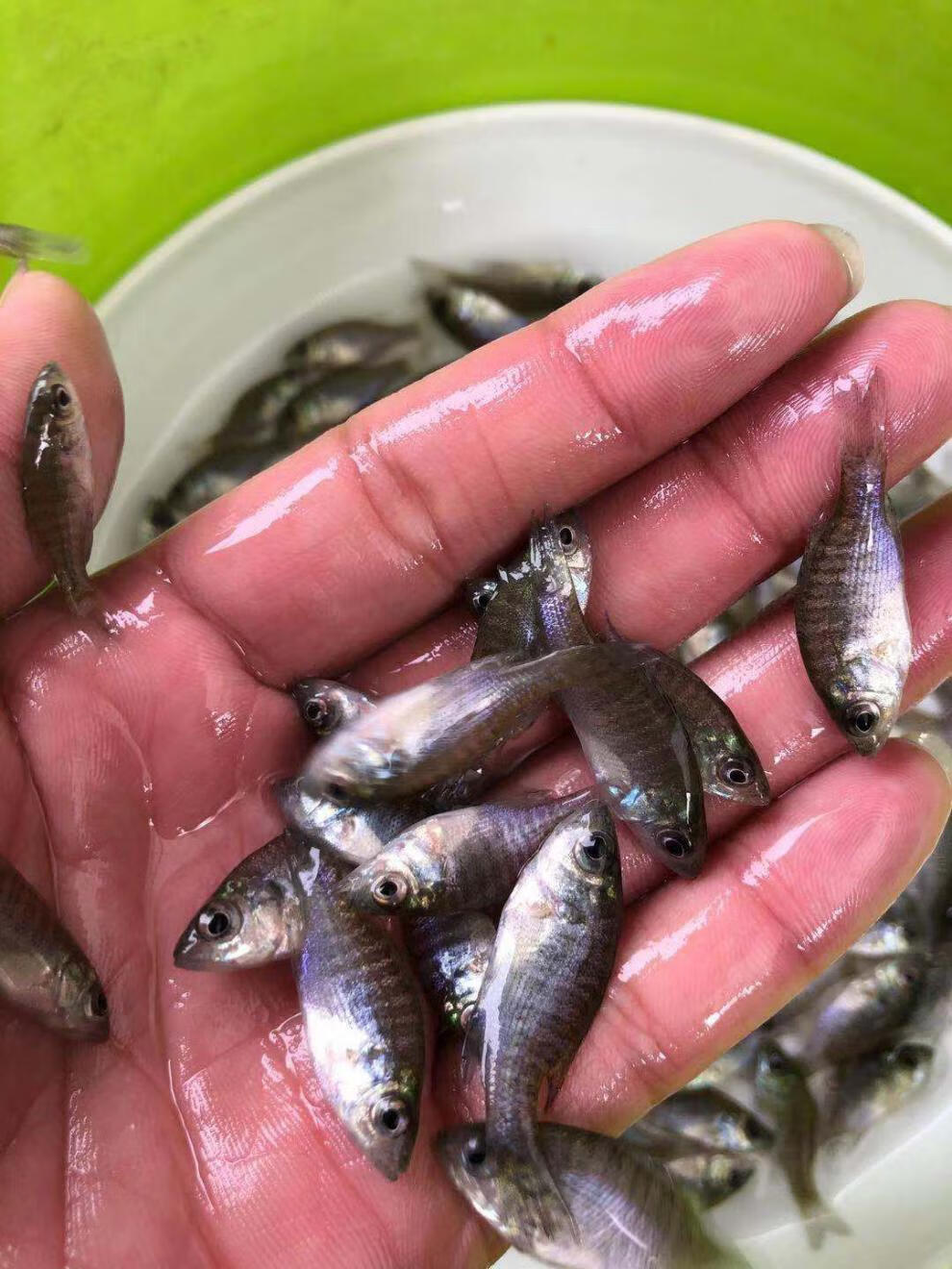 蓝鳃太阳鱼杂交金边太阳鱼苗太阳鱼淡水养殖冷水小型鱼原生活体12月30