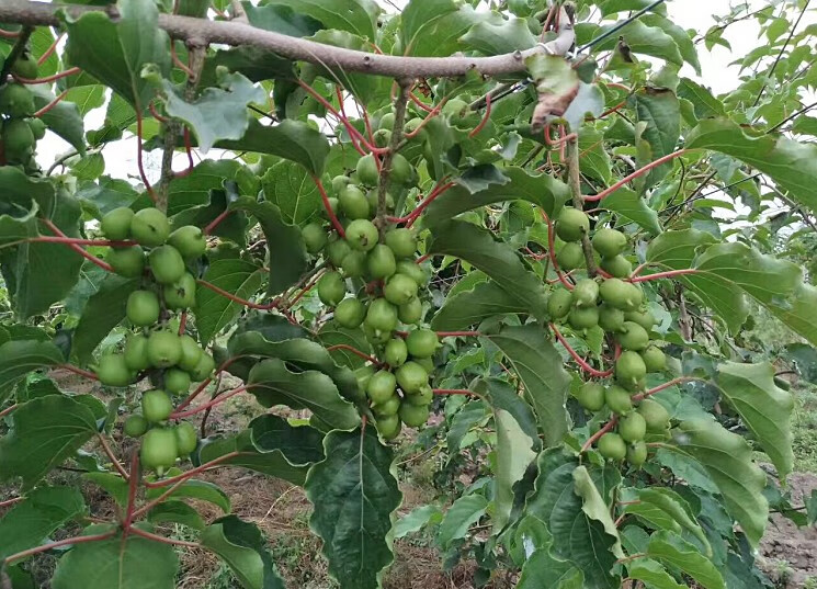 可狄東北純正軟棗獼猴桃樹苗種苗軟奇異果苗圓棗子秧苗奇異莓杯苗保真