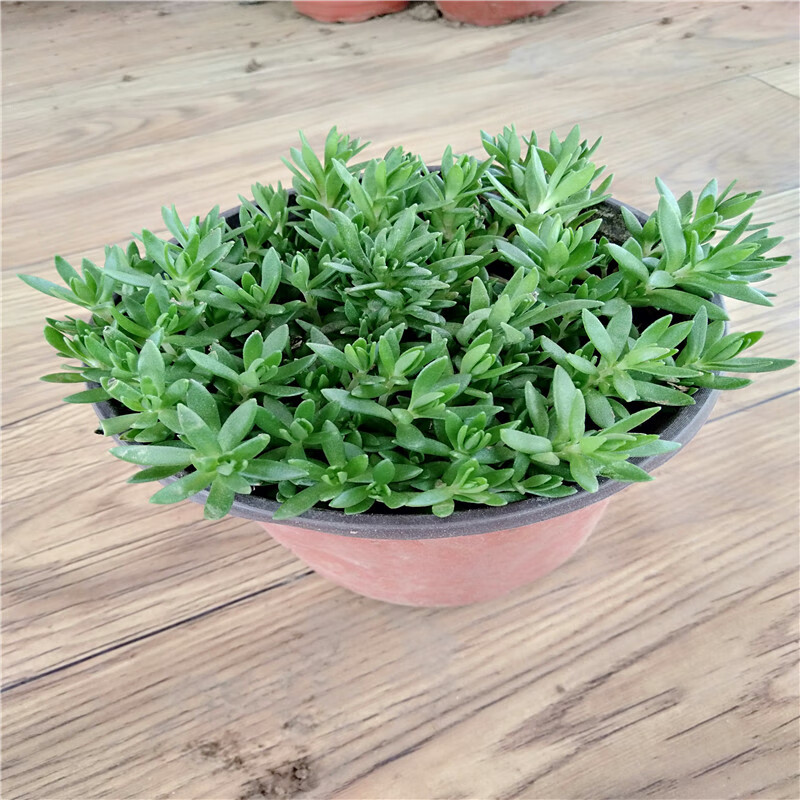 垂盆草盆栽绿植物绿植盆栽 垂盆草一斤带根 含土 加仑盆【图片 价格