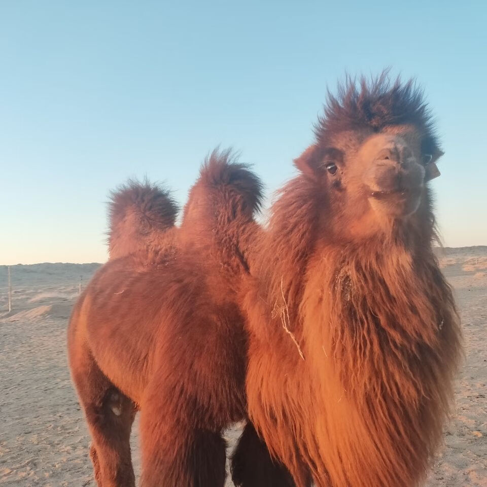 魃鲜草原红骆驼戈壁骆驼的大骨头6斤装