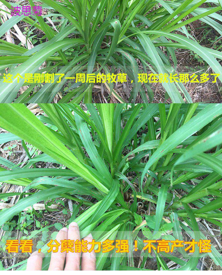 波思菊新型特高产巨菌草种子多年生高产牧草种子甜象草皇竹草种子巨