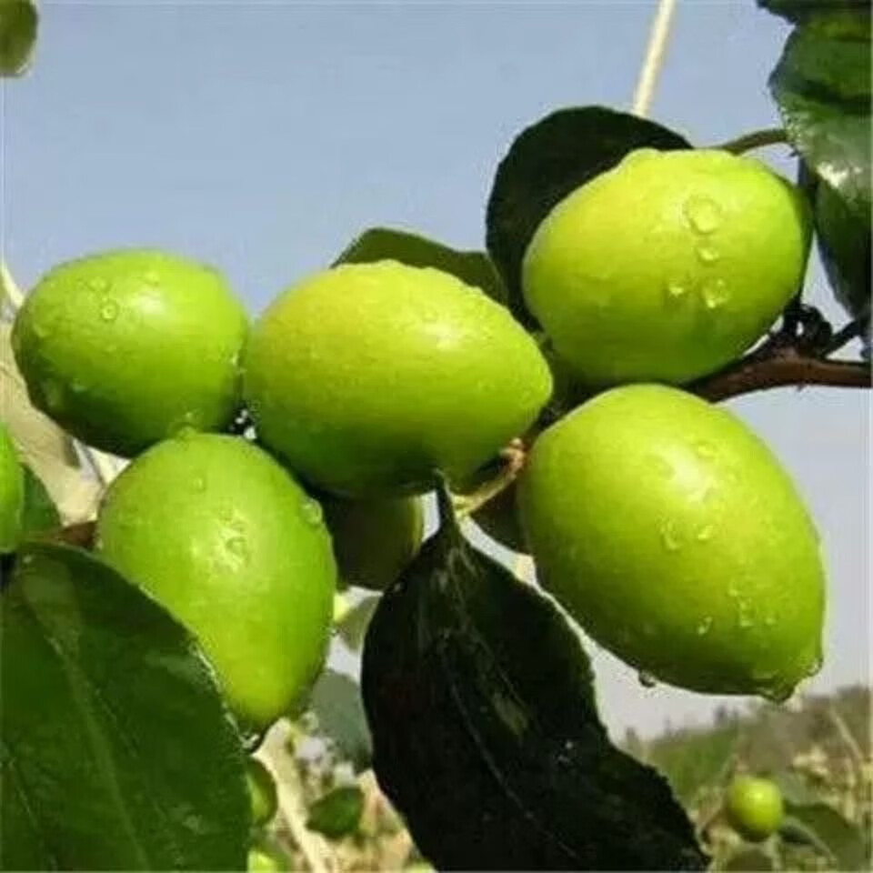 云南大青枣牛奶枣奶油青枣冬枣贵妃枣子新鲜脆甜水果应季 5斤