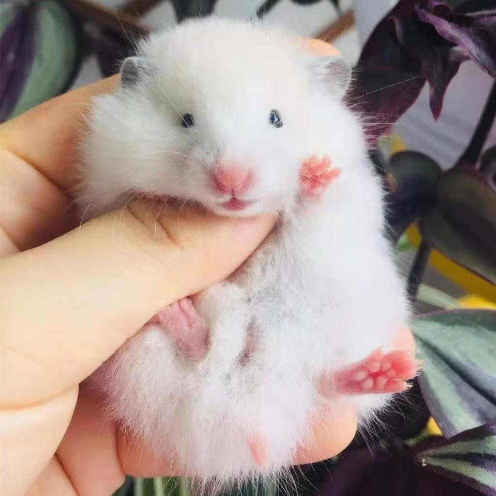 kjhgf家养金丝熊黑波利长毛卷毛黄波利火波纯银包活黑眼线 【黄波长毛