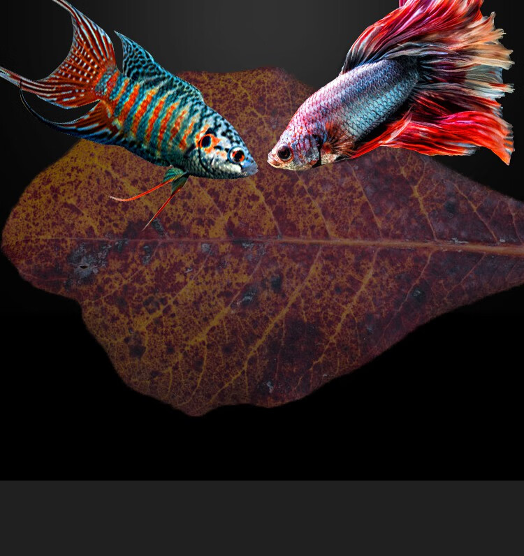 榄仁叶水族橄榄泰国斗鱼小型热带鱼龙鱼乌龟虾降酸天然懒人叶榄仁叶5