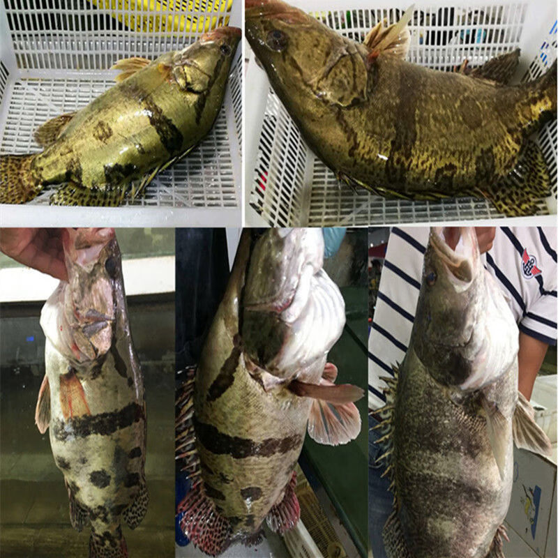 順豐淡水桂魚正宗純鱖魚鰲花魚桂花魚淡水魚新鮮活魚現殺 一條裝 2.