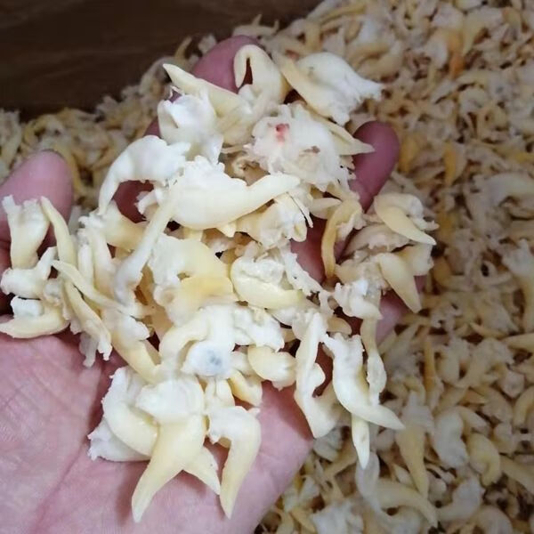 新品土特产贝尖肉海鲜干货蚬子尖 蛤蜊干贝肉扇贝尖肉 250克(尝鲜装)