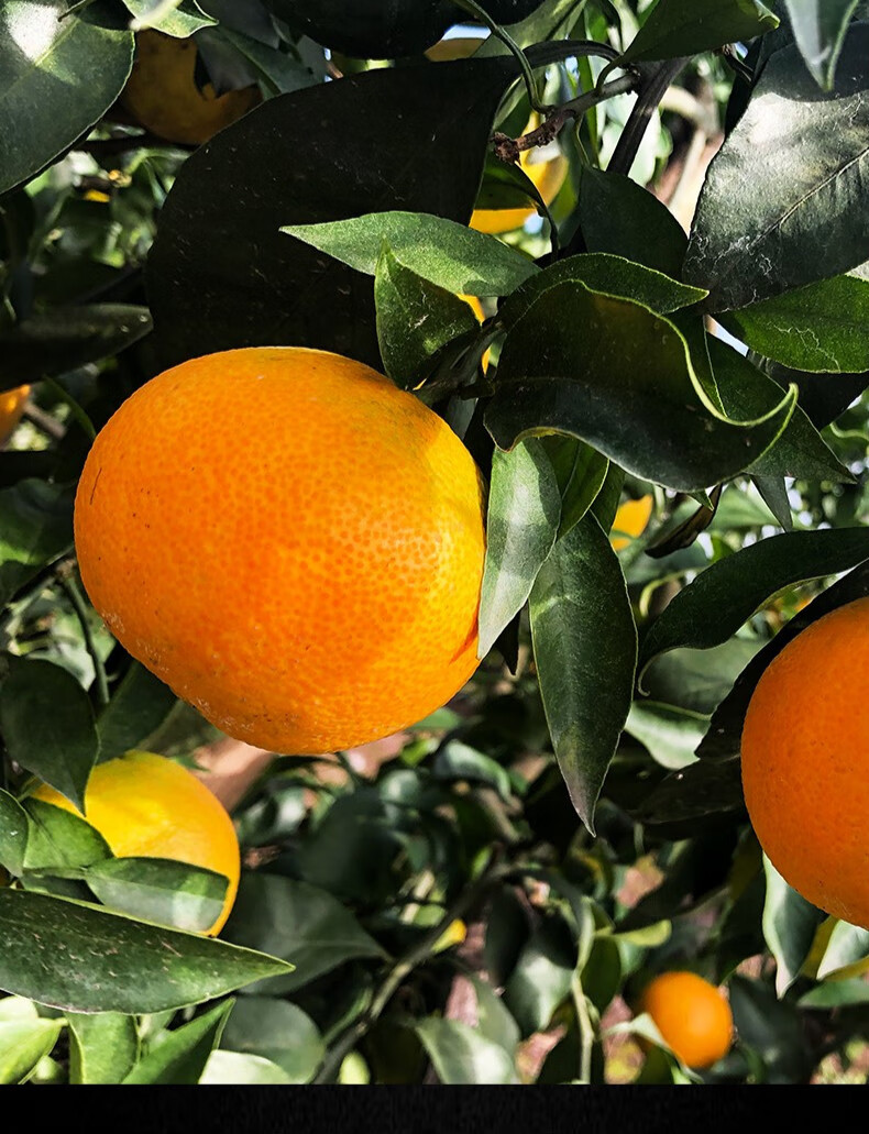 四川爱媛38号果冻橙 爱媛橙 3斤/5斤/8斤装水果新鲜当季柑橘手剥橙