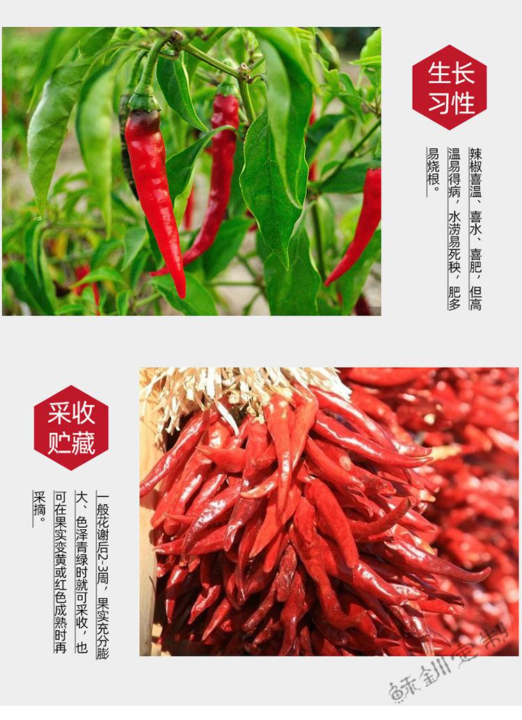 湖南汝城超香特辣小米椒黄干辣椒王魔鬼巨辣野山椒农家自产特辣王辣王