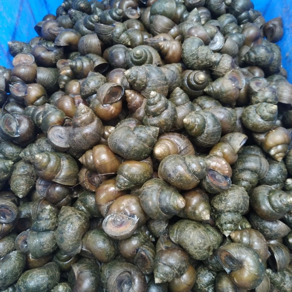 安小离田螺农村鲜活活体螺蛳清水脆螺稻田生长田螺活体发货钓鱼小田螺
