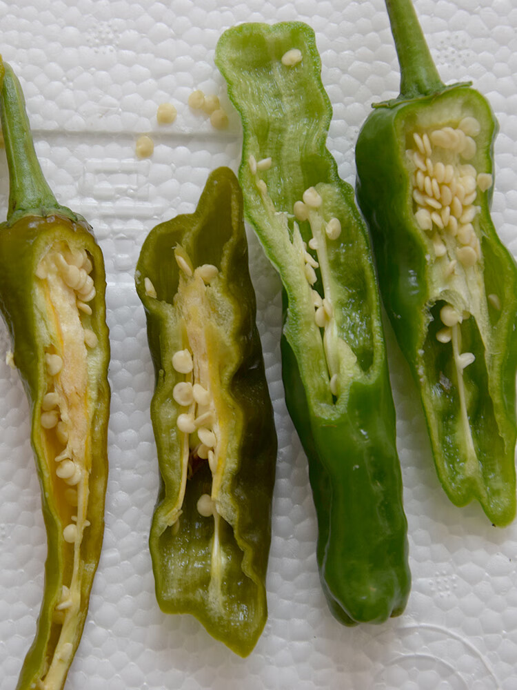 现摘新鲜蔬菜山东枣庄一窝蜂薄皮皱皮超辣特辣螺丝土辣椒3斤5斤 1500g