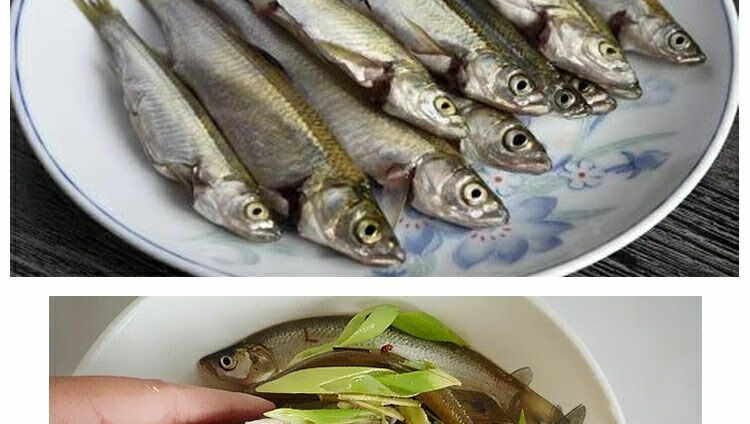 lism【正微山湖白条鱼】 鲜活白鱼小刀鱼小河鱼小白条柳叶餐鱼 一斤