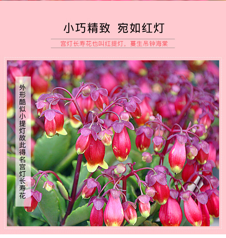 宫灯长寿花盆栽重瓣大花植物花卉室内带花苞阳台四季开花不断好养倒挂金钟不含盆 图片价格品牌报价 京东 宫灯长寿花盆栽重瓣大花植物花卉室内带花苞阳台四季开花不断好养倒挂金钟不含盆 图片价格品牌报价 京东