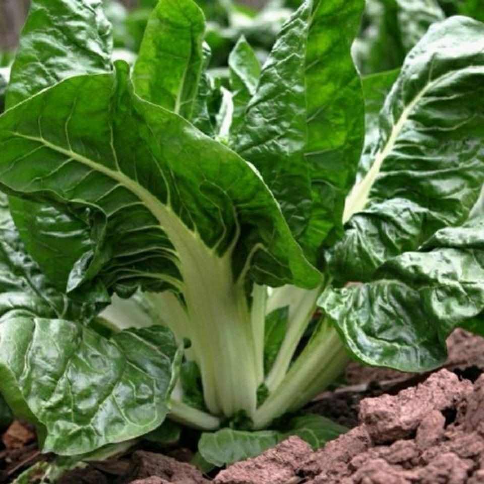 根达菜种子 牛皮菜野菜莙达菜叶甜菜种子 四季阳台特色蔬菜种子 正宗