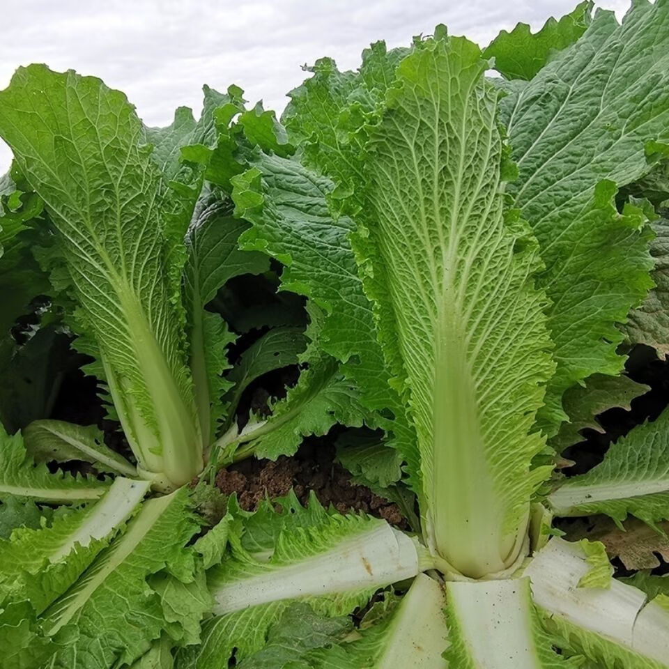 云南高山麻叶青菜大白菜天津绿白菜时令蔬菜新鲜农家自种现摘2500克