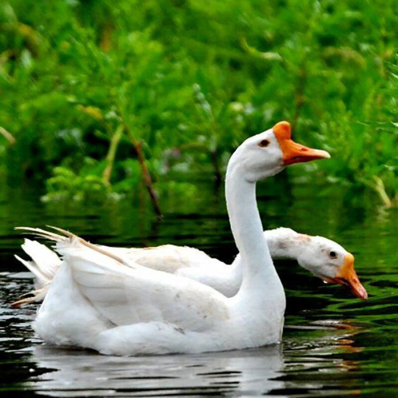 推荐】正宗纯种汕头狮头鹅特大纯种大白鹅小鹅活产蛋王三花鹅活物宠物