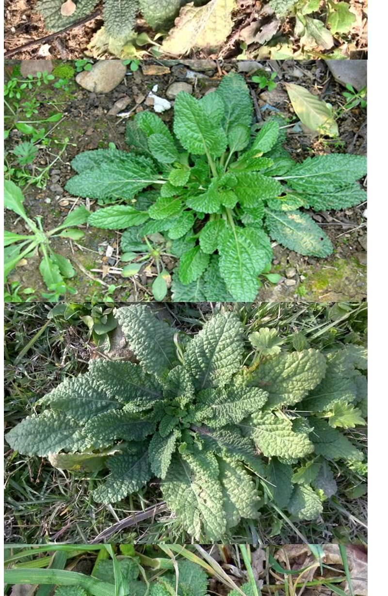 【精品好物】野生蛤蟆草茶癞特级蛤蟆草纯荔枝草天然雪见草皱皮草干货