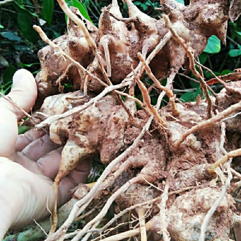 广东新鲜菝葜500克金刚刺金刚藤根拔葜菝契中药材泡酒新货干品1000克