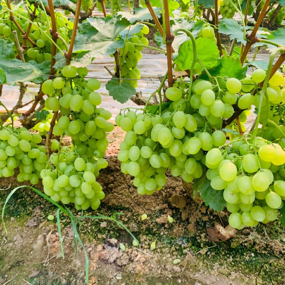 甜蜜青葡萄水果粒大甜脆当季水果新鲜葡萄1斤3斤5斤现摘现发新鲜 四斤